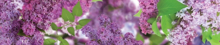 Цветы - skinali-9252