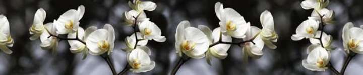 Скинали для кухни и фартуки - каталог изображений - skinali 0362